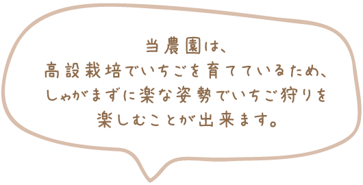 当農園は、高設報培でいちごを育てているため、しゃかまずに楽な姿勢でいちご狩りを楽しむことが出来ます。