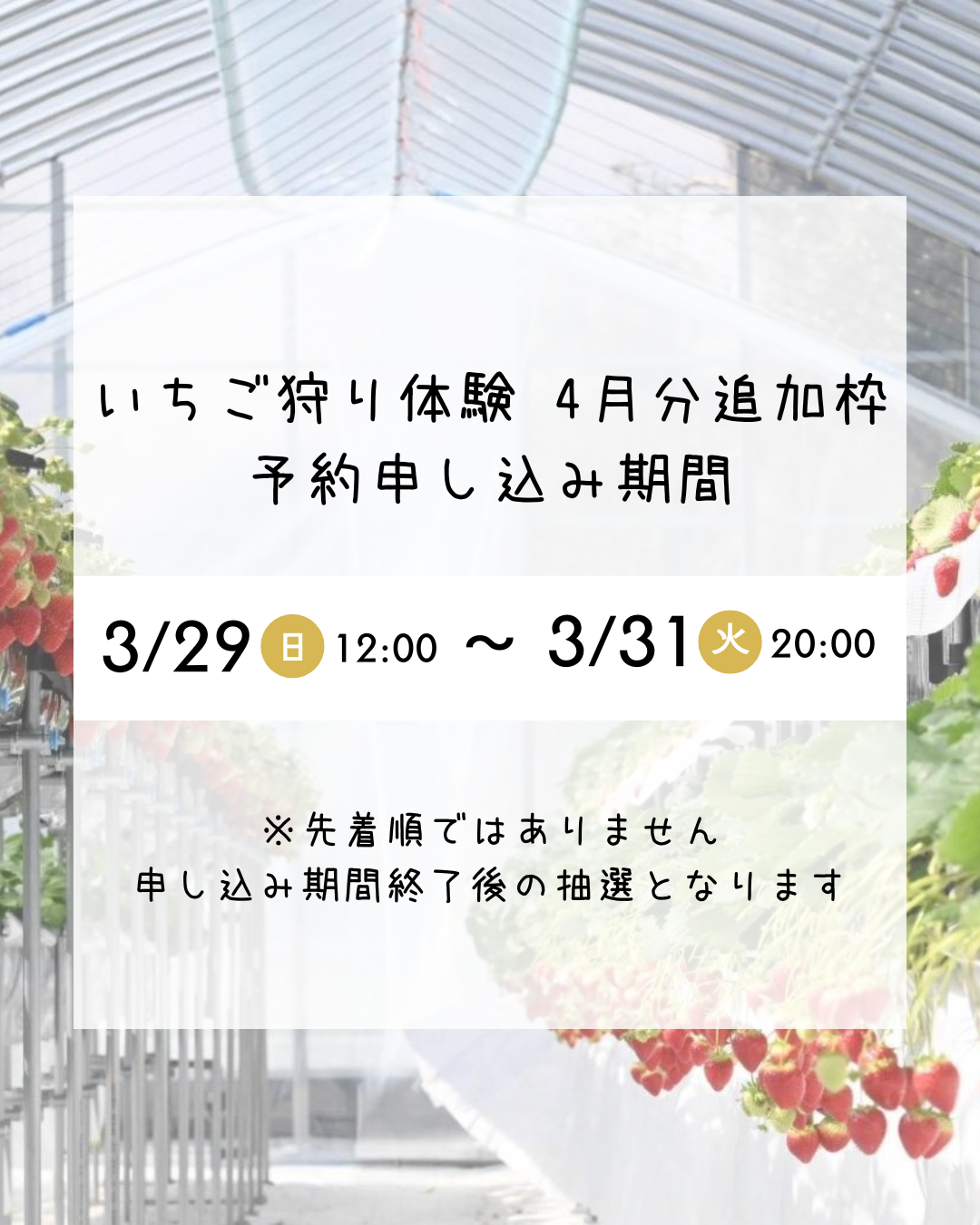 いちご狩り4月分予約申し込み期間
